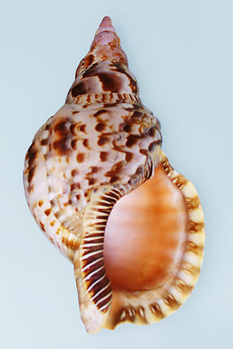 Le triton géant prédateur naturel de l’acanthaster