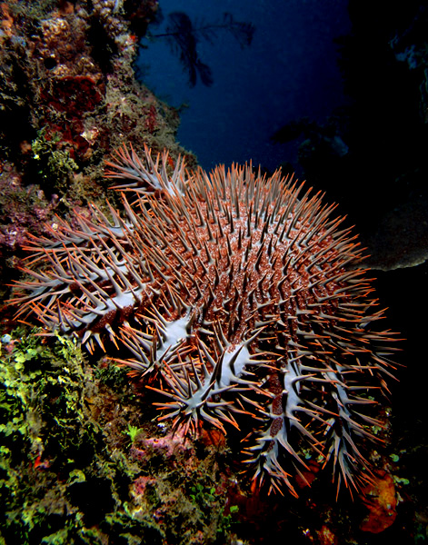 Acanthaster Planci, une espèce hautement invasive