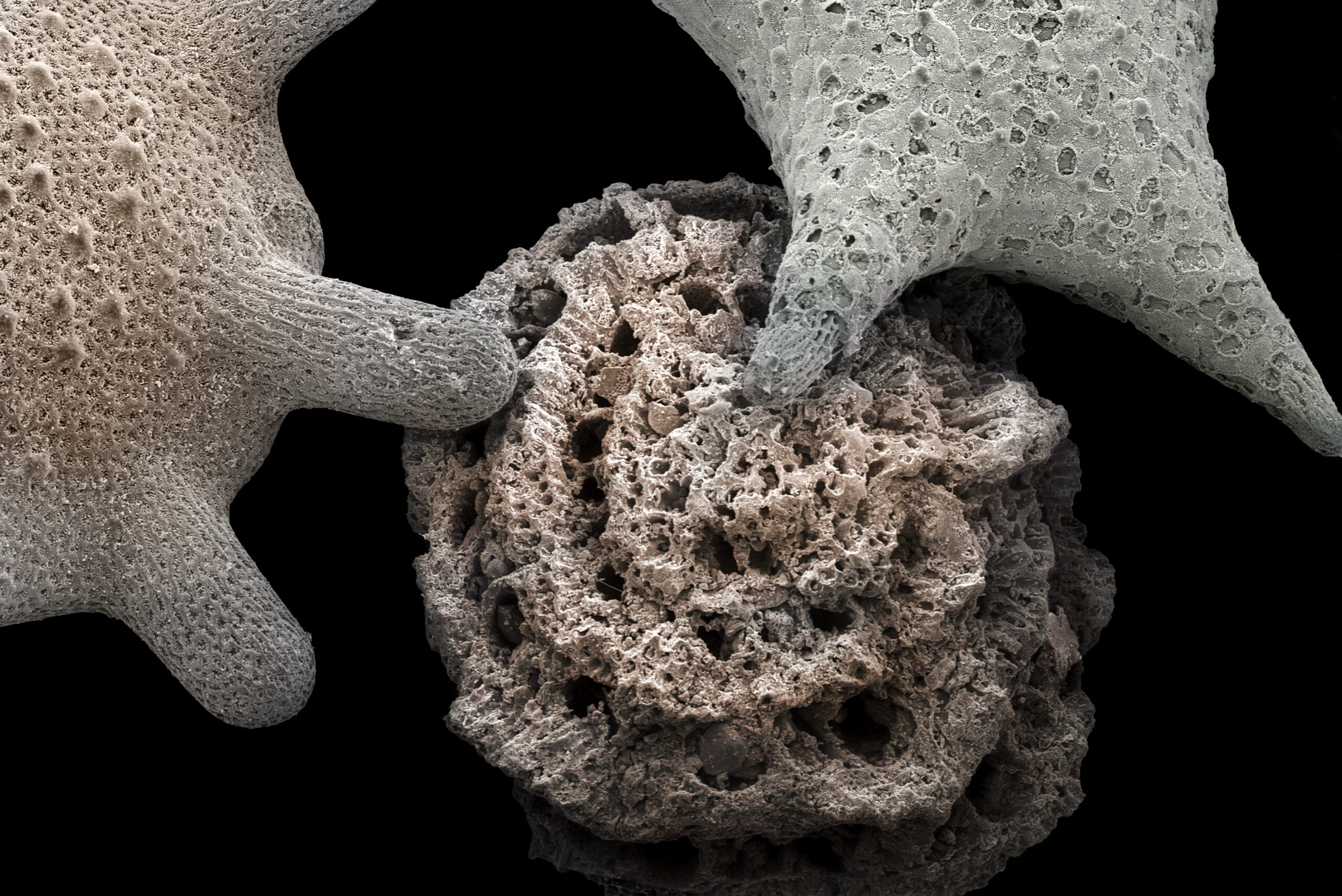 Impression 3D et récifs coralliens : ce que montrent vraiment les projets