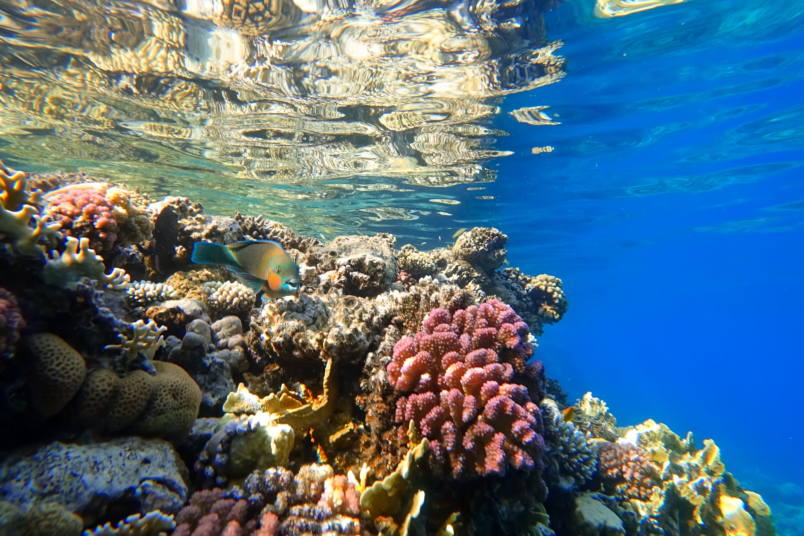 Les coraux de la mer Rouge résistent-ils au changement climatique ?