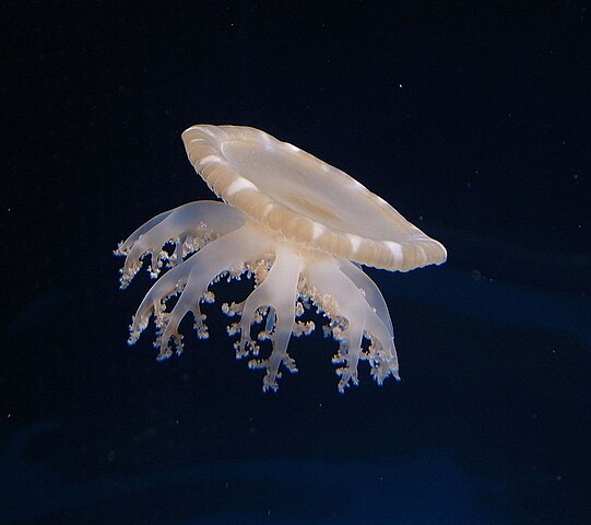 Quel habitat pour la méduse Cassiopea ?