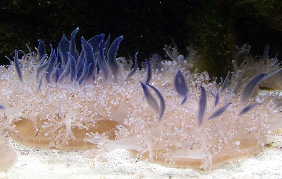 Cassiopea, la medusa al revés: simbiosis, moco urticante e invasión en el Mediterráneo