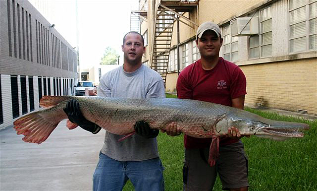 N°6 Garpique Alligator