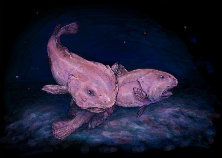 Reproduction du blobfish
