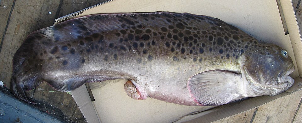 Poisson loup