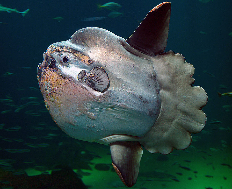 Poisson-lune : record de poids, espèces et où l’observer en plongée