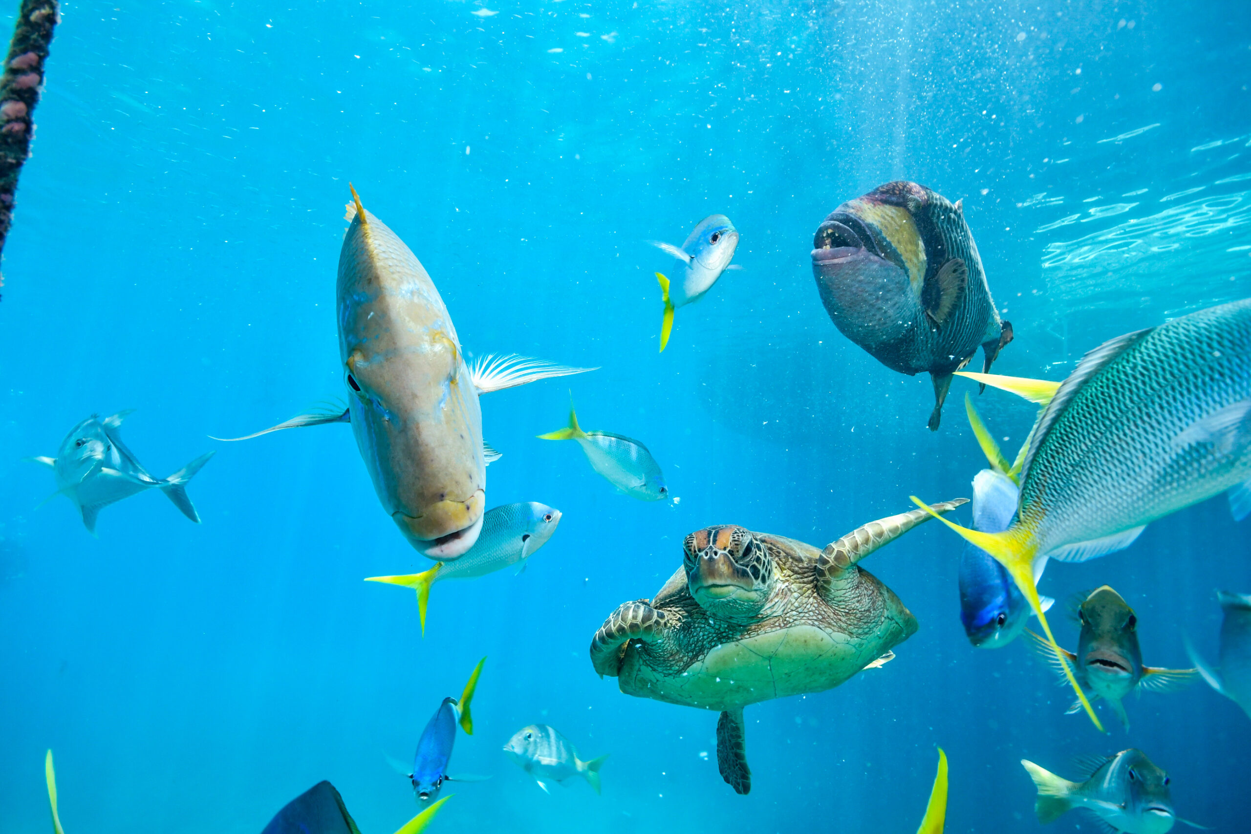 ¿Cuáles son los animales marinos que viven más tiempo? Edades medidas y edades estimadas