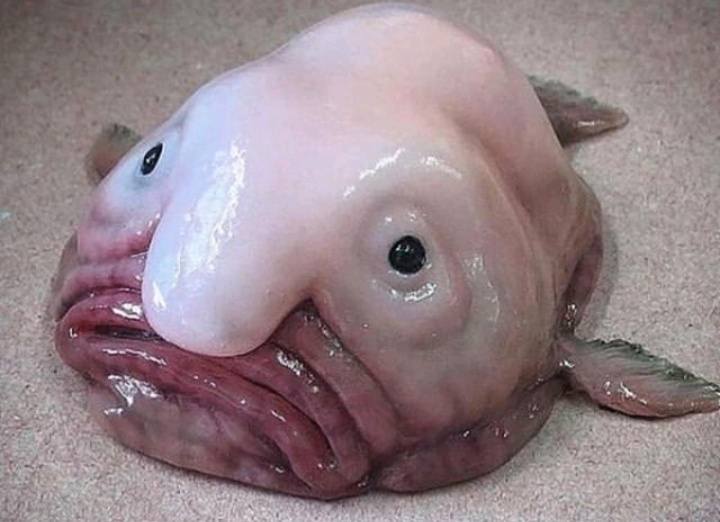 Les 10 poissons les plus moches du monde et où les voir en plongée