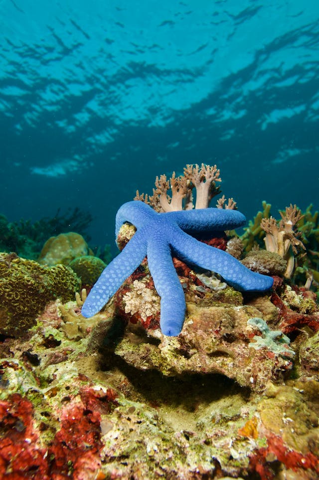 Comment respire l’étoile de mer ?