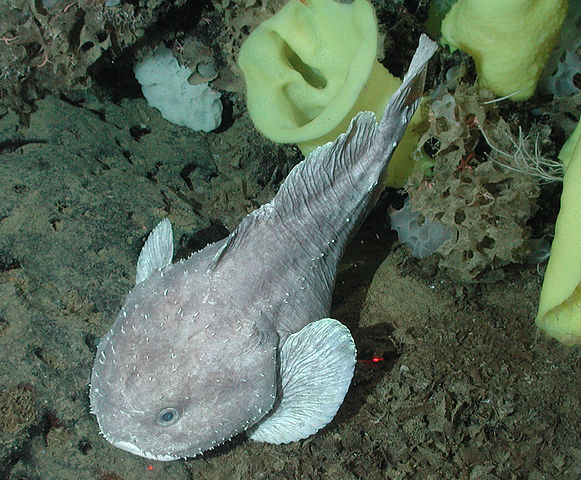 Le blobfish est-il vraiment si laid ?