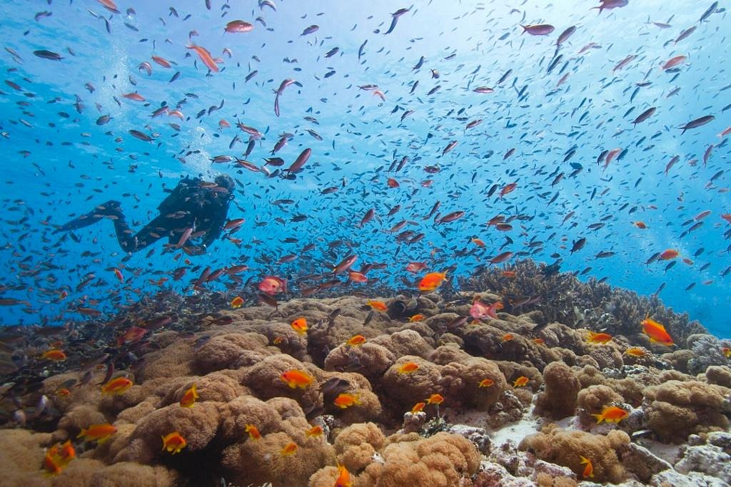 Plongée à Zanzibar : Un paradis sous-marin