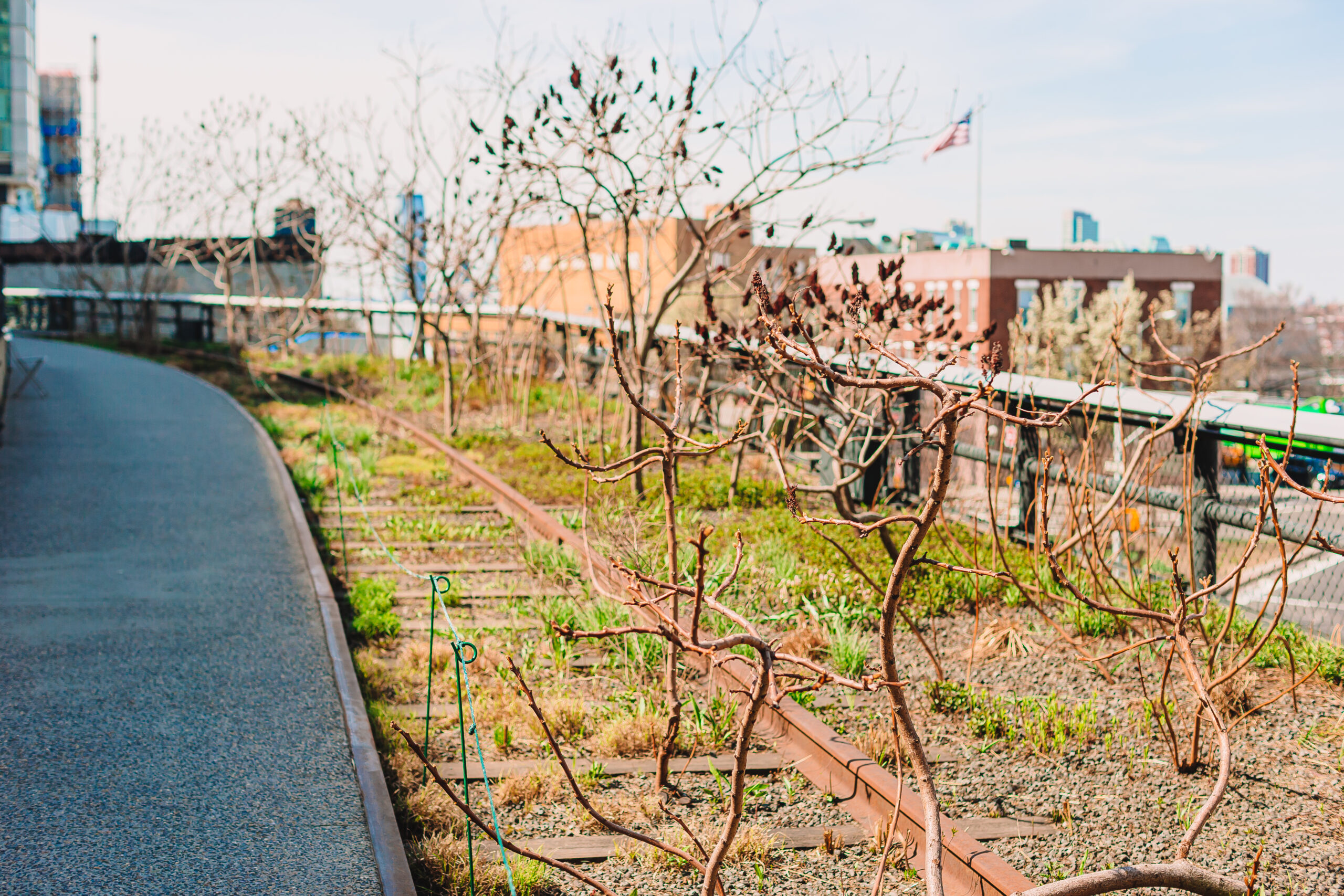 High Line Nueva York entre historia industrial y biodiversidad urbana en la ribera oeste de Manhattan