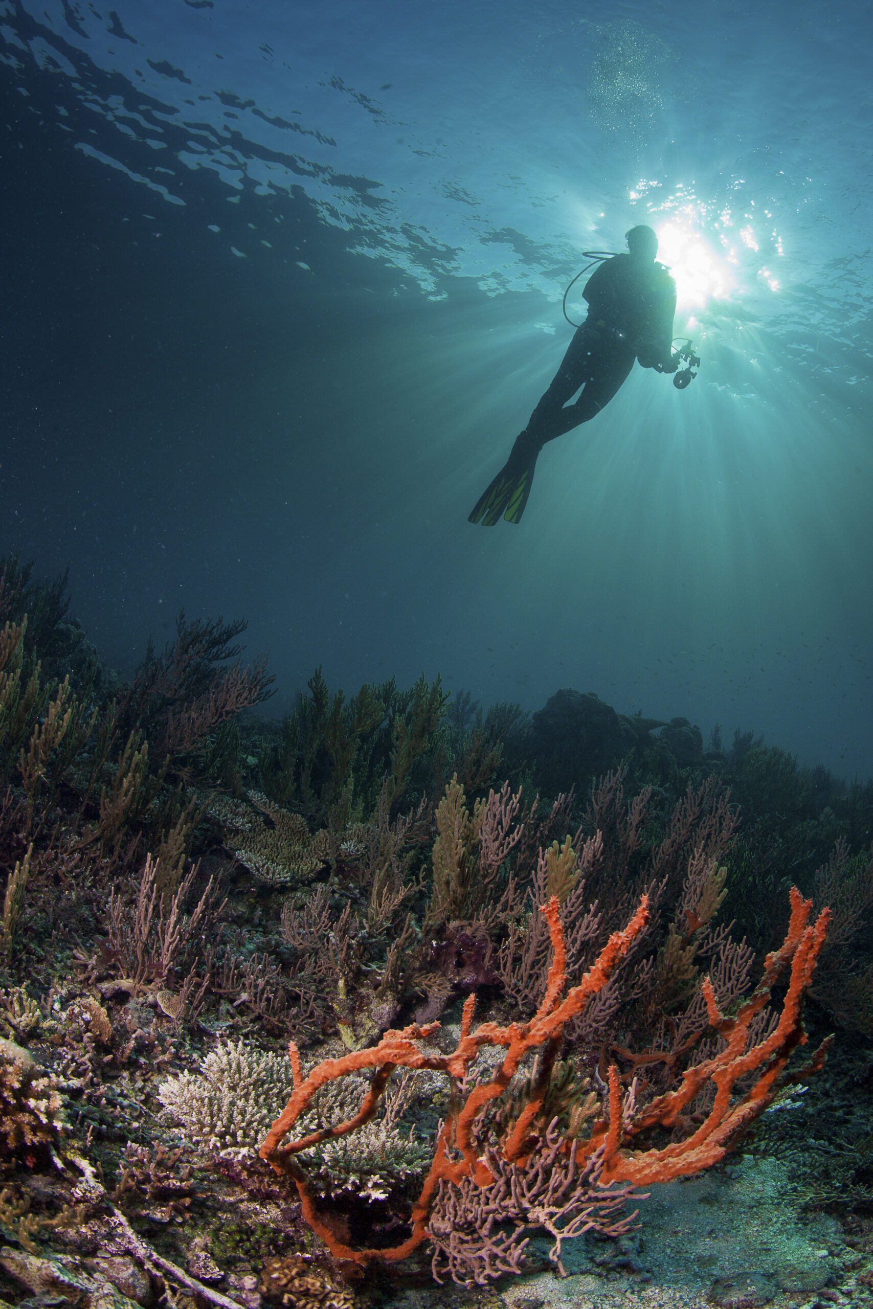 Plongée au Belize : Explorez le Grand Trou Bleu