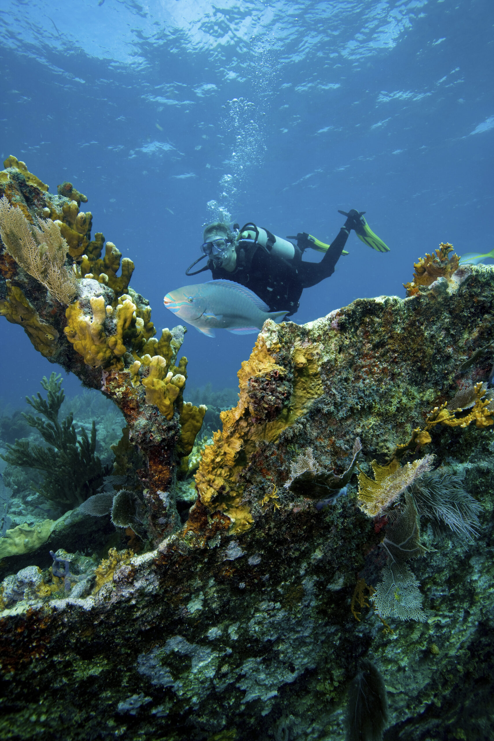 Buceo en Jamaica: Explora los arrecifes de coral