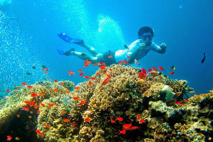Plongée à Bali : Les récifs de Menjangan