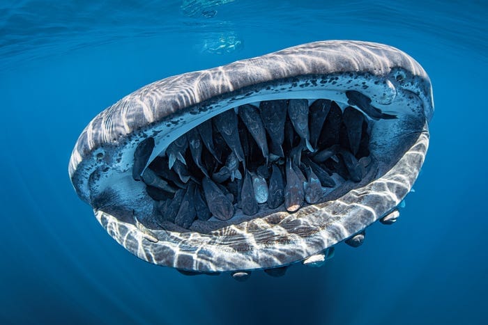 Requin-baleine : taille, longévité, statut UICN et observation responsable