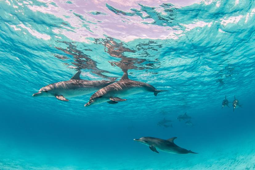 nager avec les dauphins le top 10 des destinations 2025