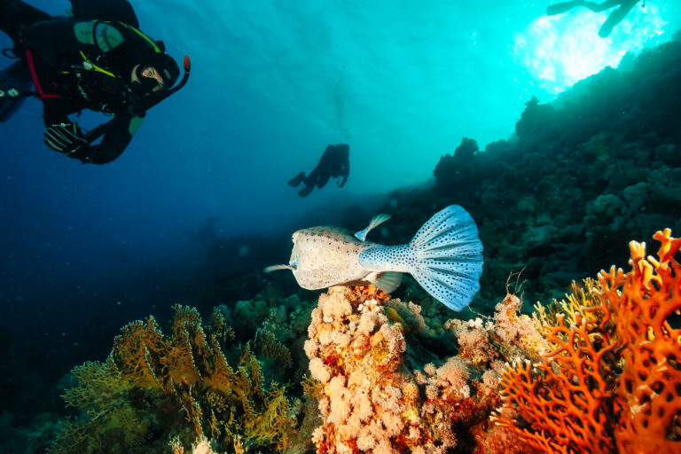 Plongée écoresponsable : les bonnes pratiques pour respecter les fonds marins