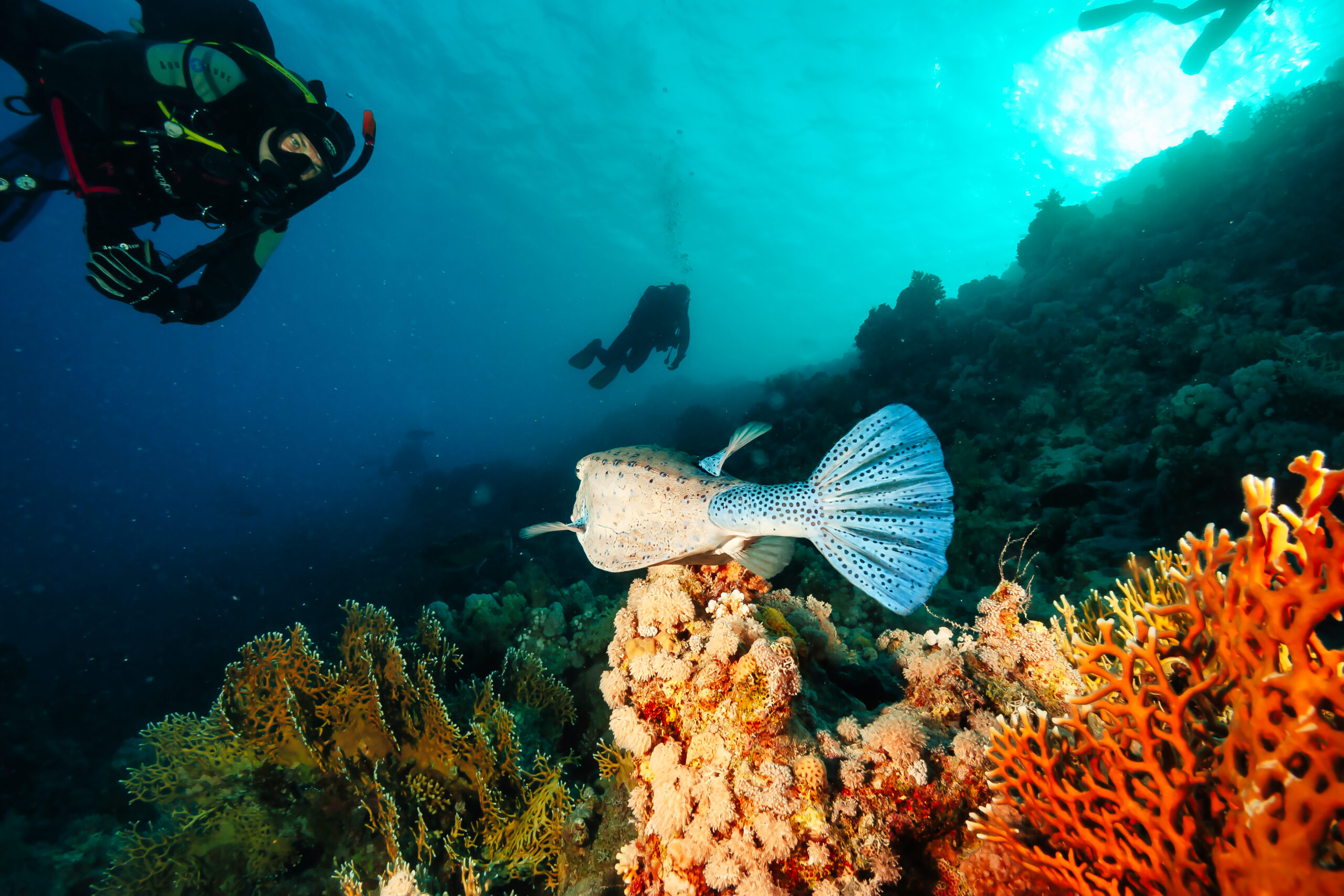Plongée écoresponsable : les bonnes pratiques pour respecter les fonds marins