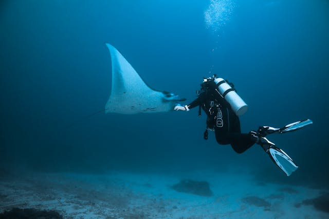Buceo en Maldivas: Bucear con mantarrayas