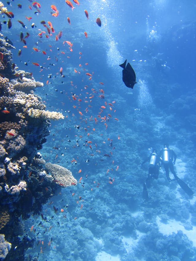 Écosystèmes marins et plongée : comprendre l’impact des activités humaines