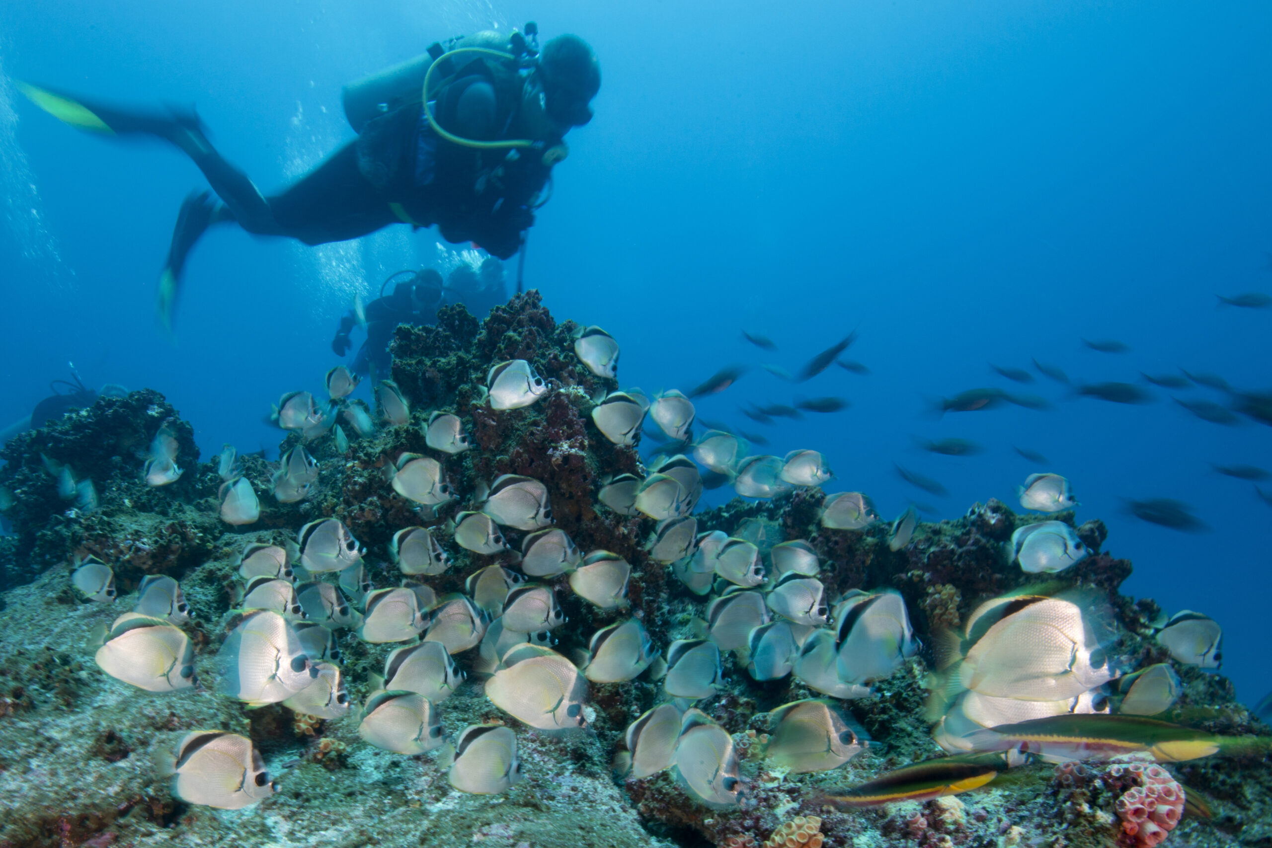 Buceo en Comoras: Un secreto bien guardado del océano Índico