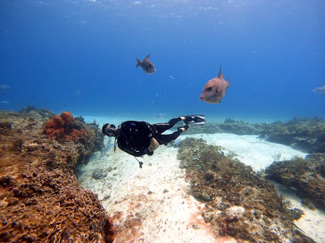Plongée et dérèglement climatique : quelles conséquences sur la faune marine ?