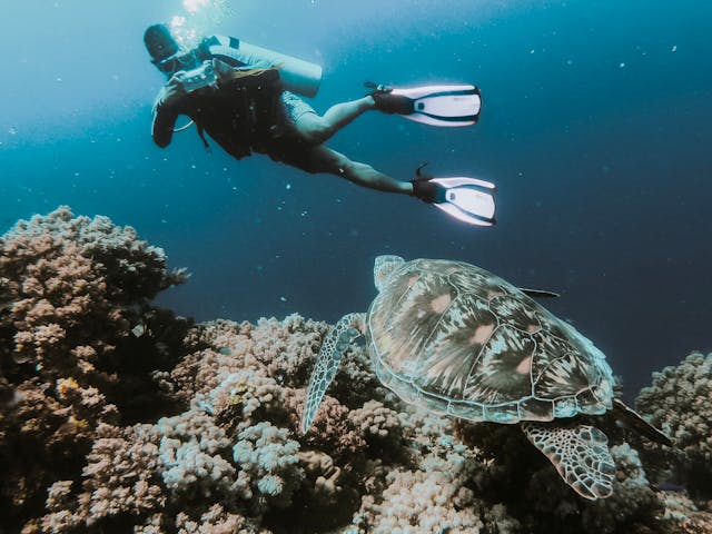 Formación de fotografía de buceo: empezar en la fotografía submarina