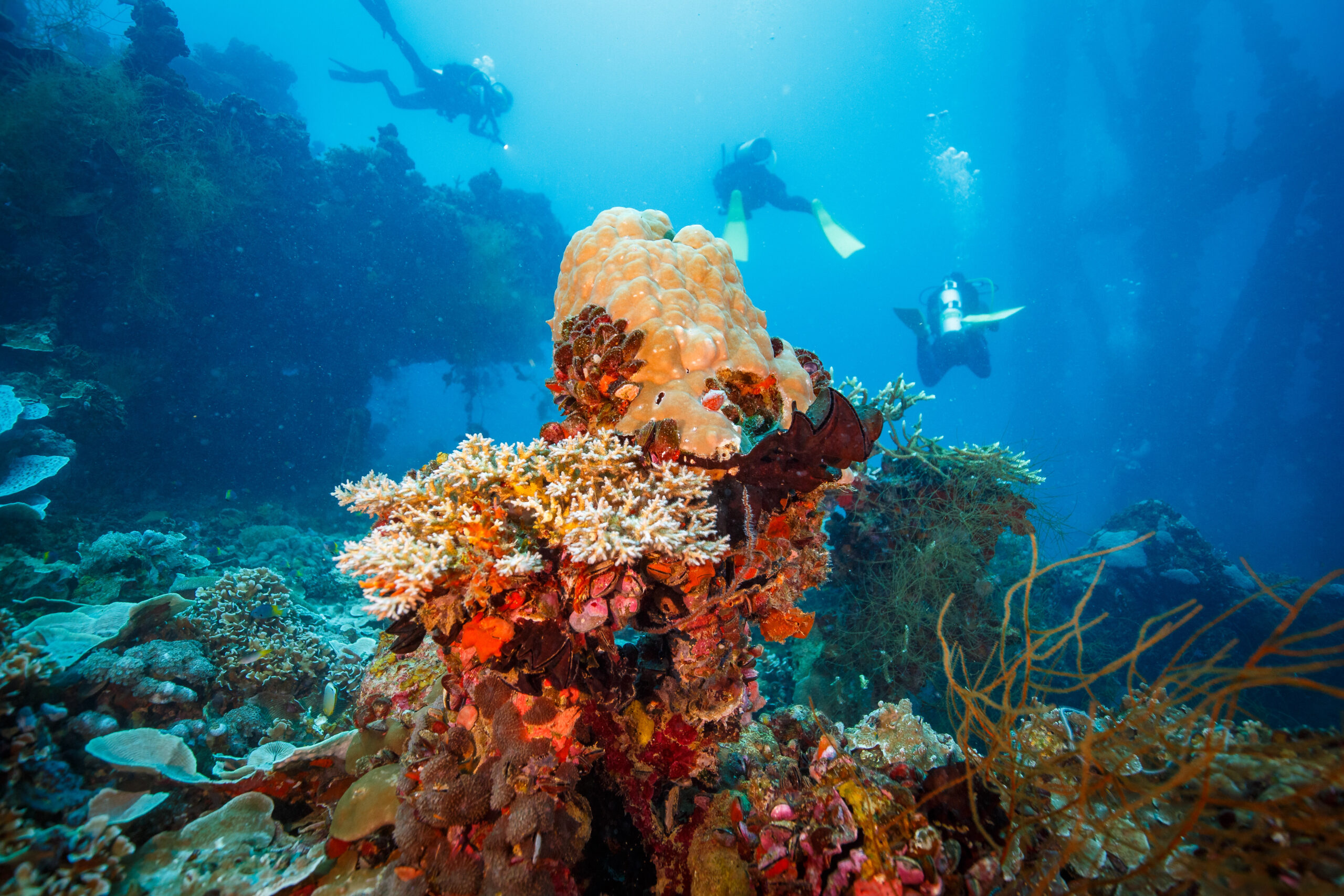 Buceo en Egipto: los jardines de coral de Marsa Alam, de la orilla a los arrecifes de mar adentro
