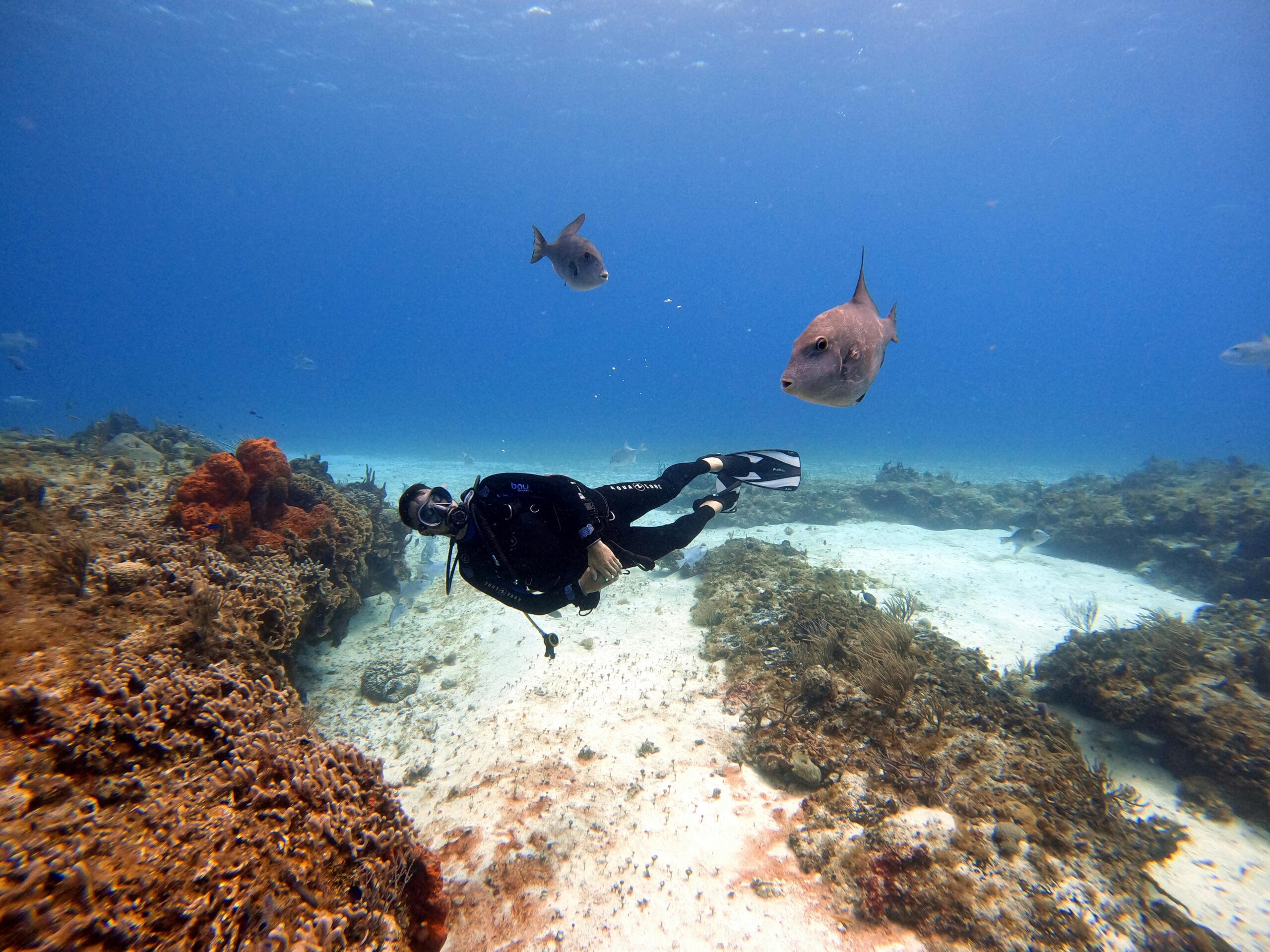 Plongée au Mexique : ce qu’il faut vérifier avant de plonger les récifs de Cozumel