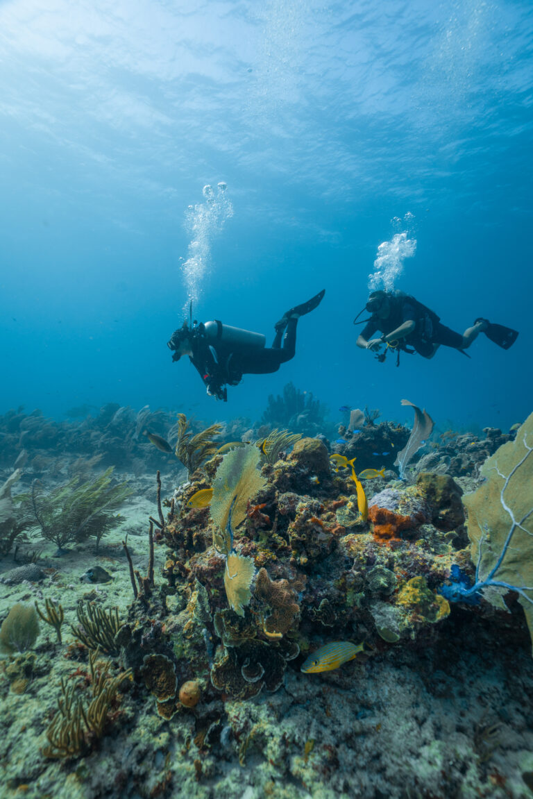 Diving in Bora Bora: reef sharks, Teavanui pass, season and fallback plan