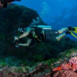 Observer sans déranger : les règles d’une plongée respectueuse de la vie marine