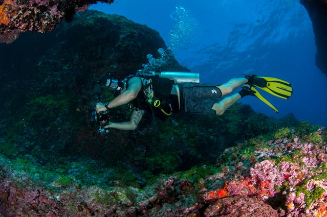 Observer sans déranger : les règles d’une plongée respectueuse de la vie marine
