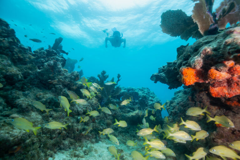 Buceo en Tanzania en la isla Mafia: temporada, nivel y tiburones ballena
