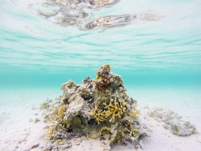 Buceo en Sipadan, Malasia: permisos, nivel, Barracuda Point y seguridad en el este de Sabah