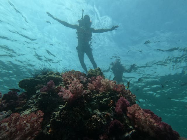 Plongée en Australie : la Grande Barrière de corail passée au crible