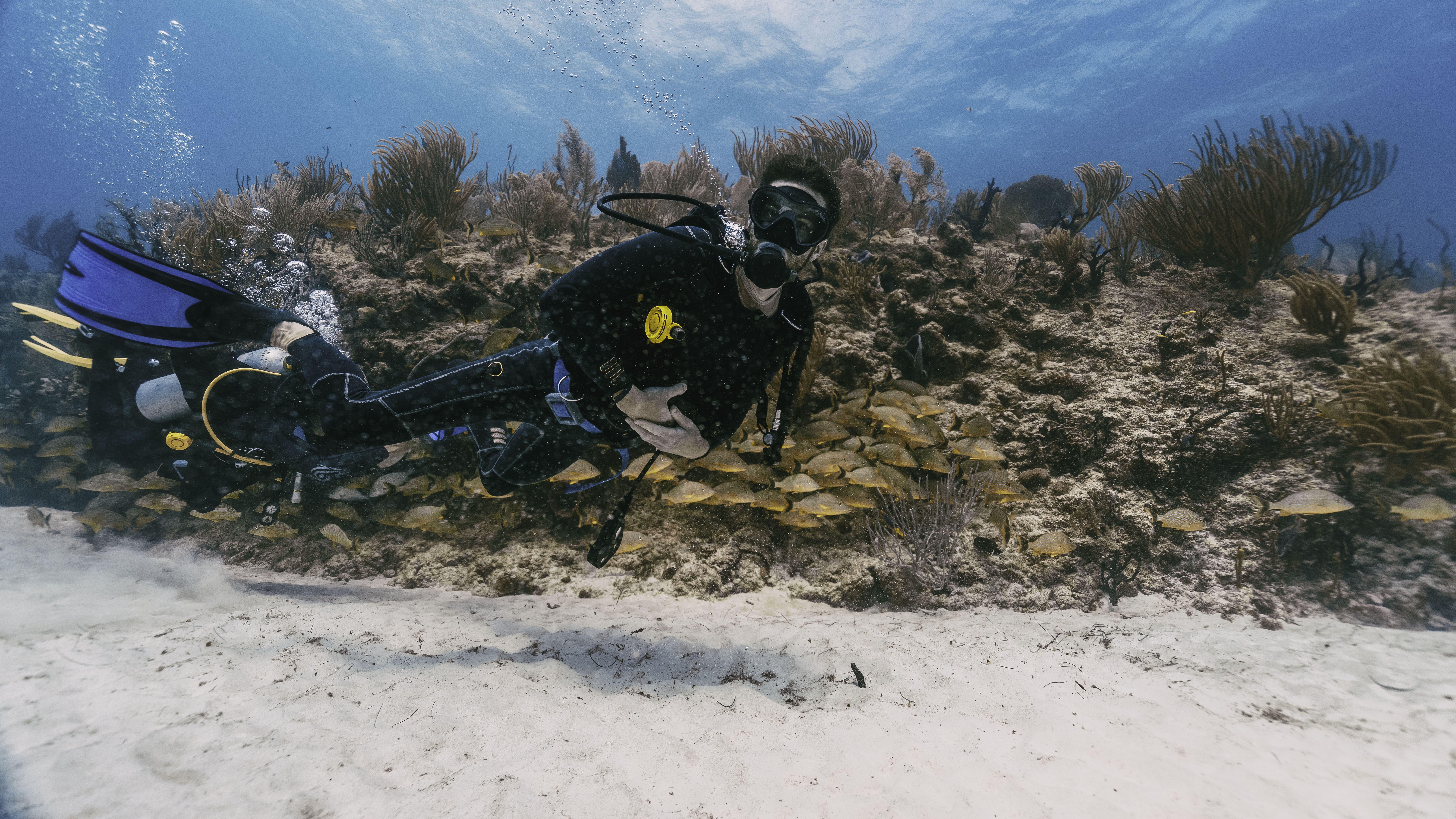 Plongée aux Exumas (Bahamas) : niveau, courant, saison et parc national