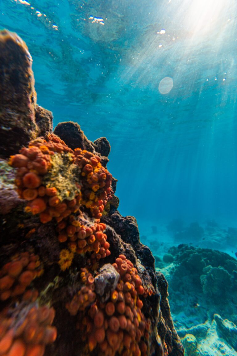 Buceo en Arabia Saudita: el mar Rojo zona por zona, de Yanbu a los Farasan Banks