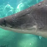 Arapaïma (Arapaima gigas), l'un des plus grands poissons d'eau douce du monde