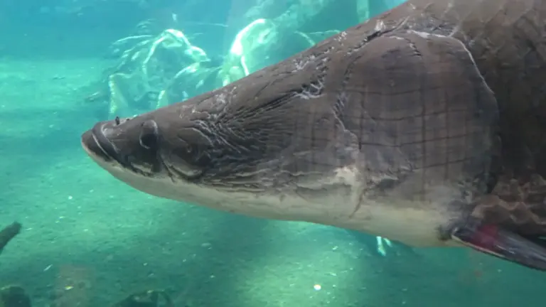 What are the largest freshwater fish in the world? Verified records