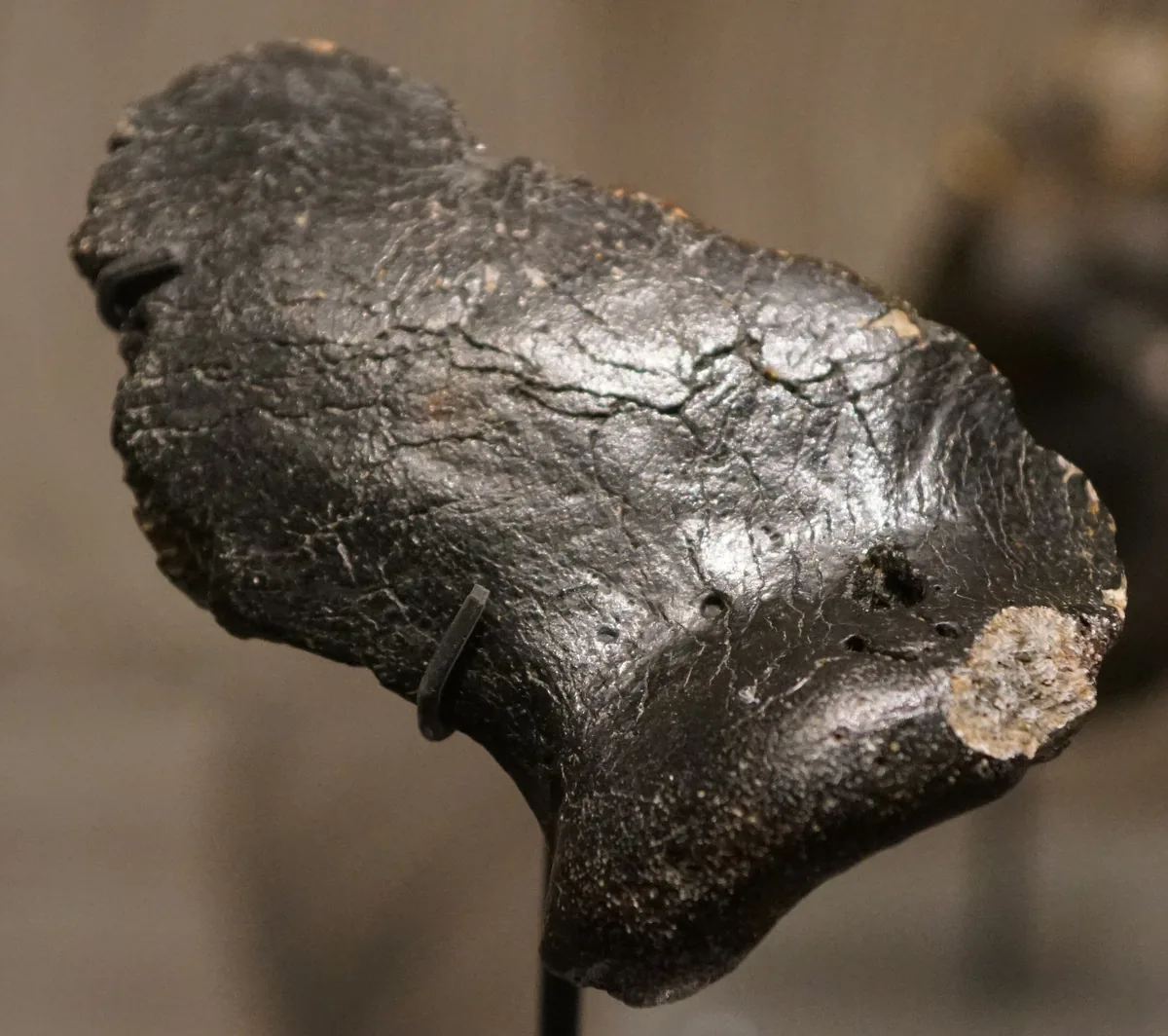 Fósil expuesto en la exposición Doggerland del museo RMO de Leiden