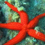 Étoile de mer rouge (Echinaster sepositus) sur un fond rocheux à Banyuls-sur-Mer