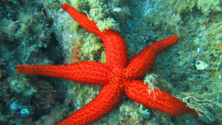 Estrella de mar: especies, regeneración y amenazas, lo que de verdad se sabe