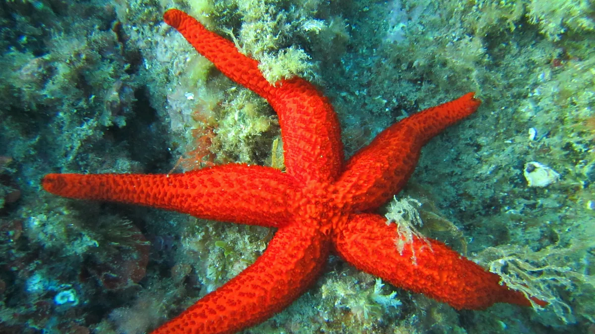 Étoile de mer : espèces, régénération et menaces, ce qu’on sait vraiment