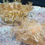 Méduses à l'envers Cassiopea andromeda posées sur le sable