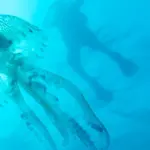 Méduse Pelagia noctiluca vue à contre-jour pendant la descente d'un plongeur