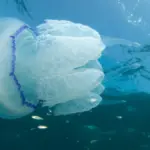 Méduse poumon de mer (Rhizostoma pulmo) en pleine eau en mer Noire