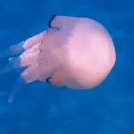 Méduse poumon de mer (Rhizostoma pulmo) en pleine eau dans l'archipel toscan