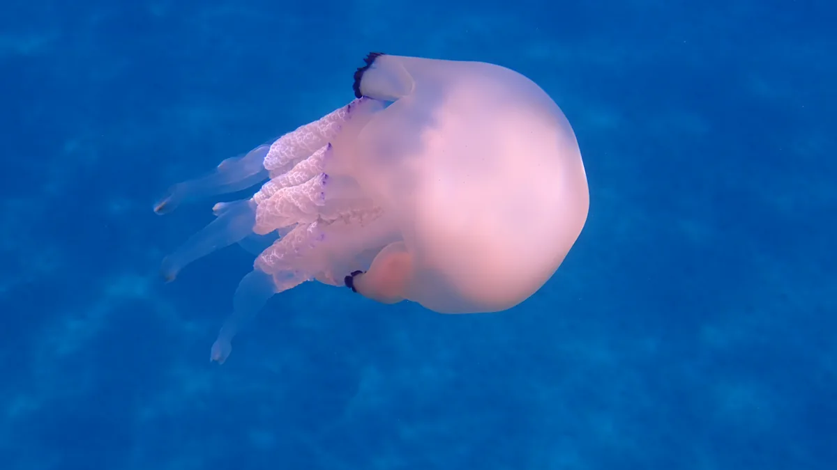 Méduse : biologie, cycle de vie et espèces de nos côtes