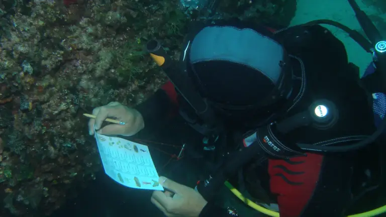 Diving slate: communicate effectively with your buddy